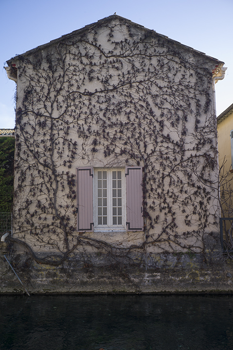 Jan-6 House vines L1024962