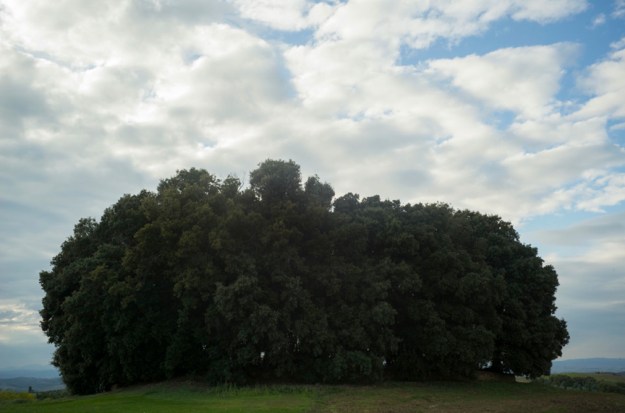 10-13 trees L1001950