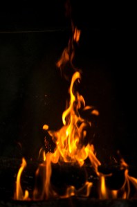 11-27 Firetree L1003185